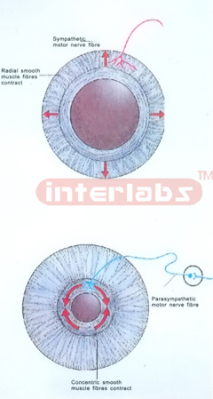 HANGING HUMAN CONSTRICTING AND DILATING MODEL OF THE PUPIL OF EYEBALL